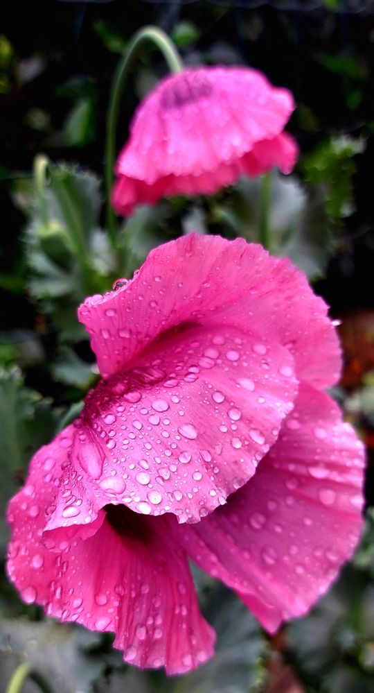 Маки в саду