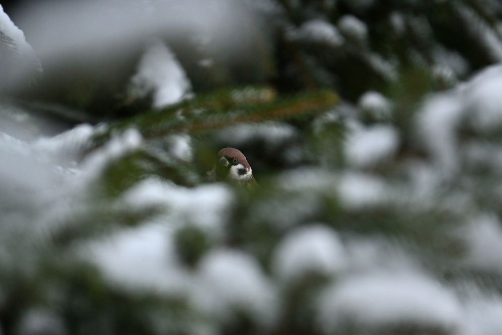 Photograph by Виктория Шажко