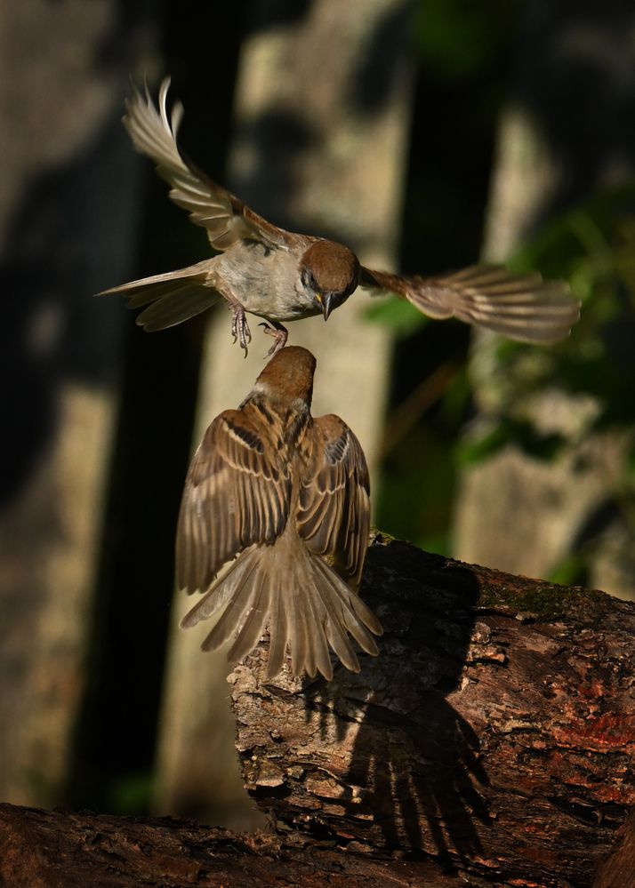 Photograph by Виктория Шажко