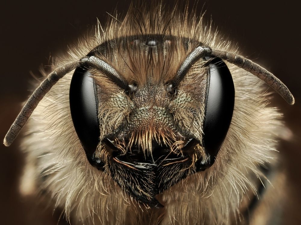 Honeybee