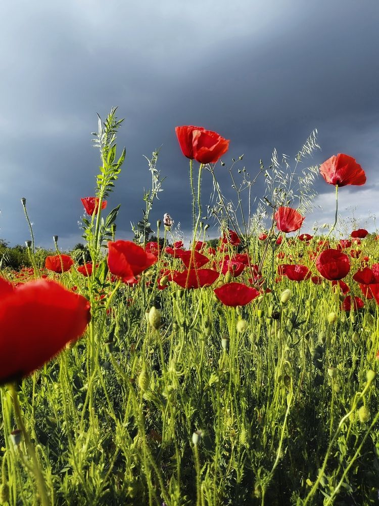 Фотография автора JELENA VASIC