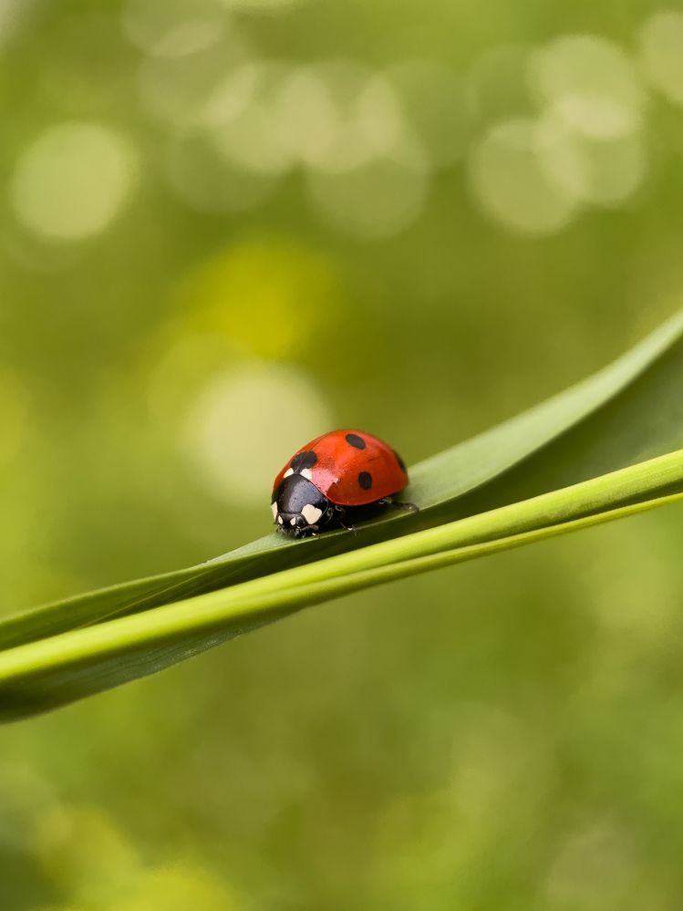 Фотография автора Юлия Максимова