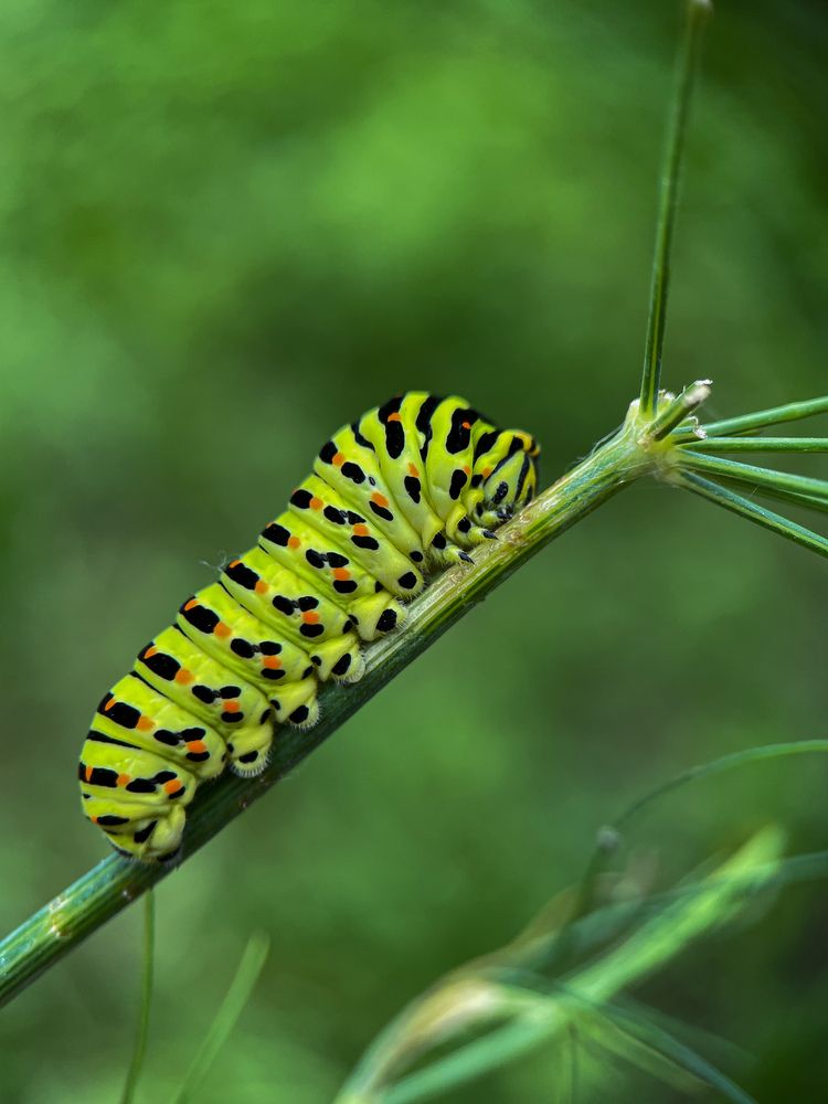 Фотография автора Юлия Максимова