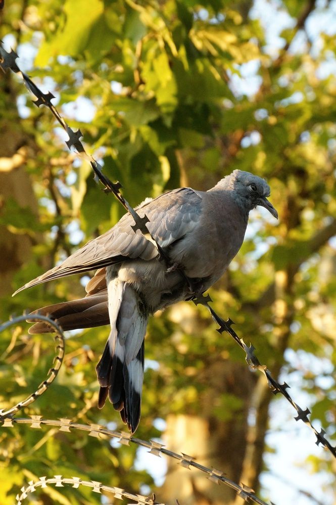 Фотография автора Маргарита Тетёркина