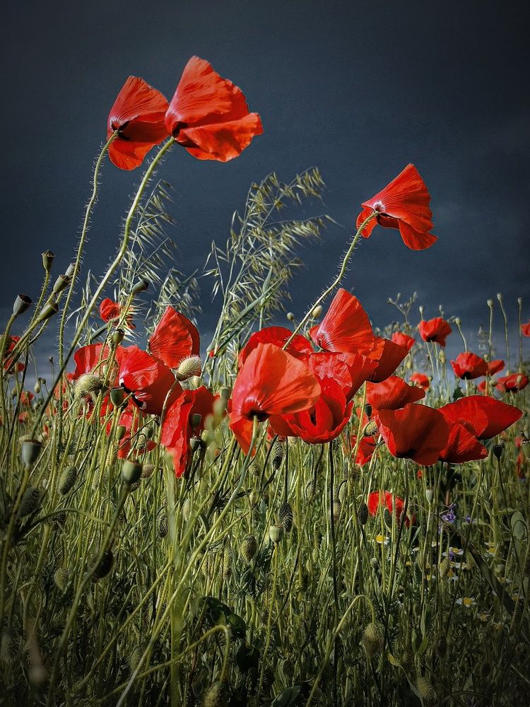 Фотография автора JELENA VASIC