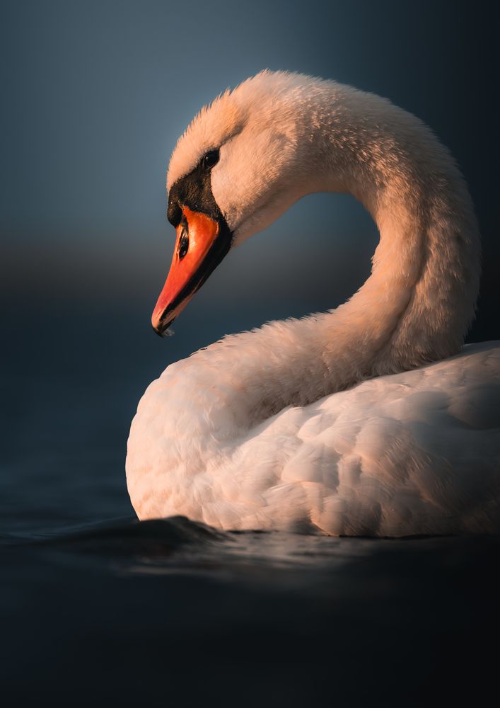 In the Glow of Sunset