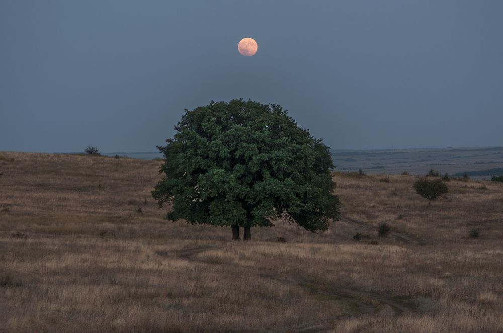 Photograph by Олег Коваль