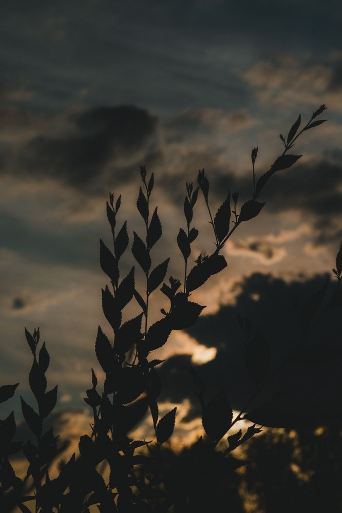 Photograph by Daniel Rain