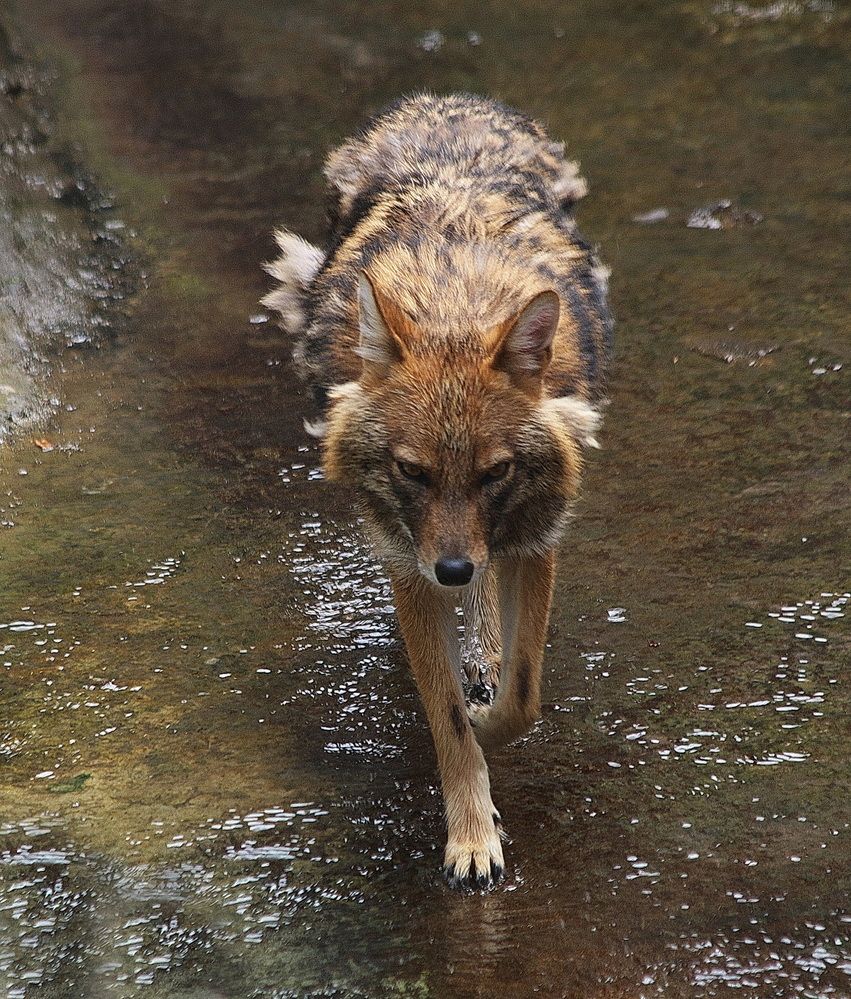 Фотография автора АЛЕКСАНДР ЦЫГЕЛЬНЮК