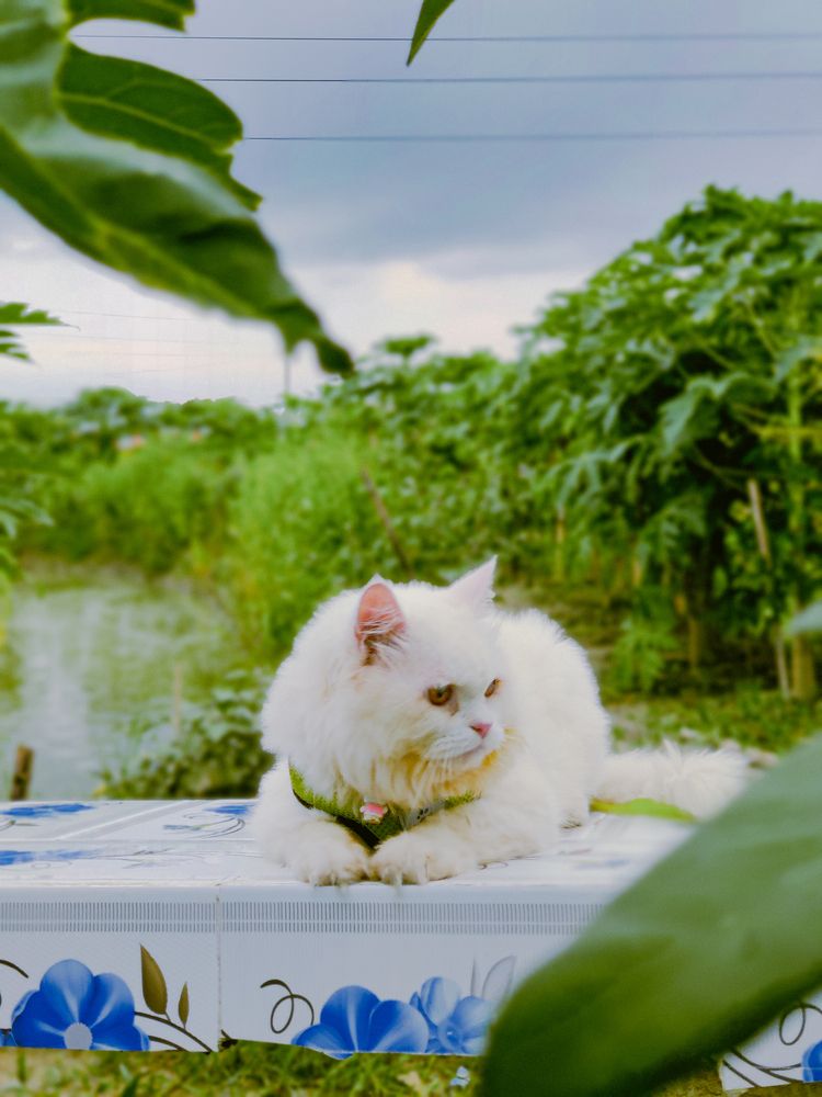 Photograph by Abir Hasan