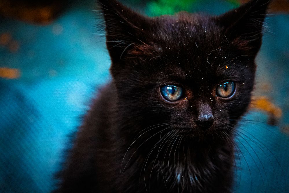 space kitten