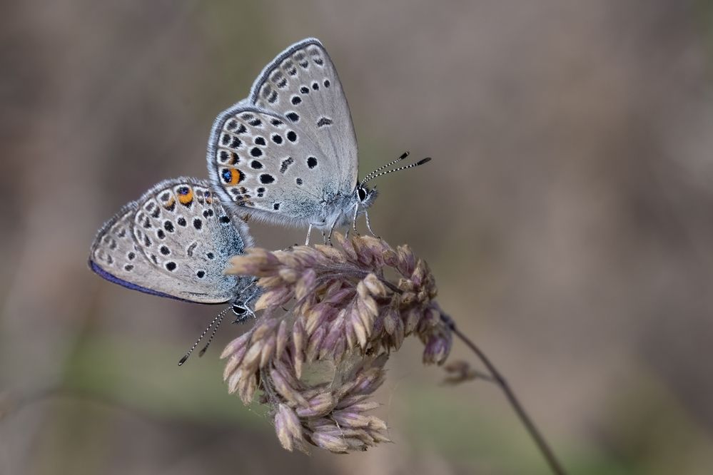 Фотография автора Gatis Vilbrants