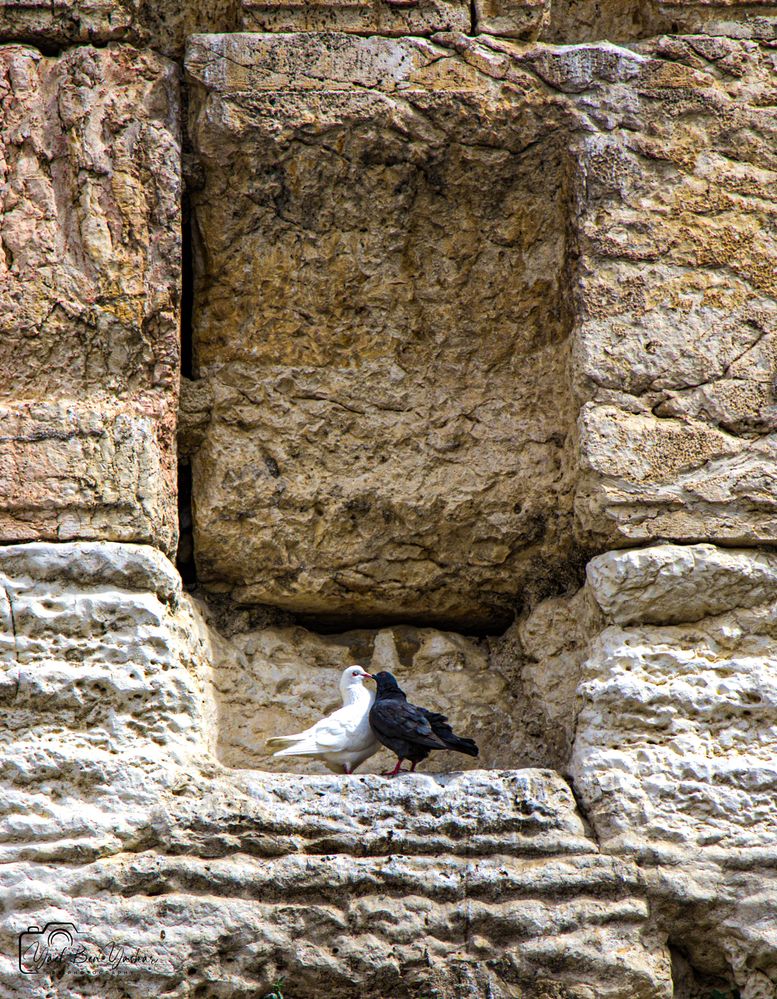 Photograph by Yael Ben yashar