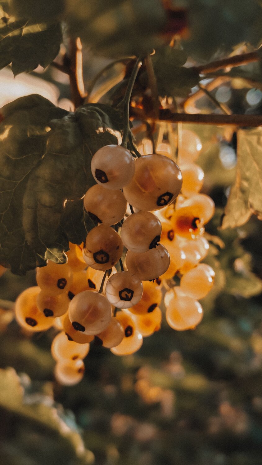 Photo #12524307