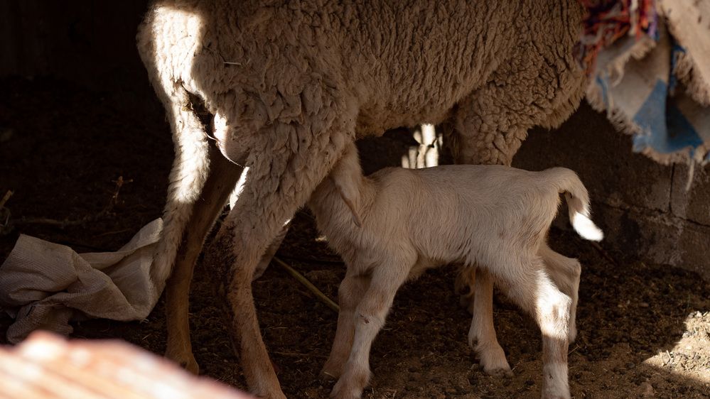 Photograph by Assal mouadh