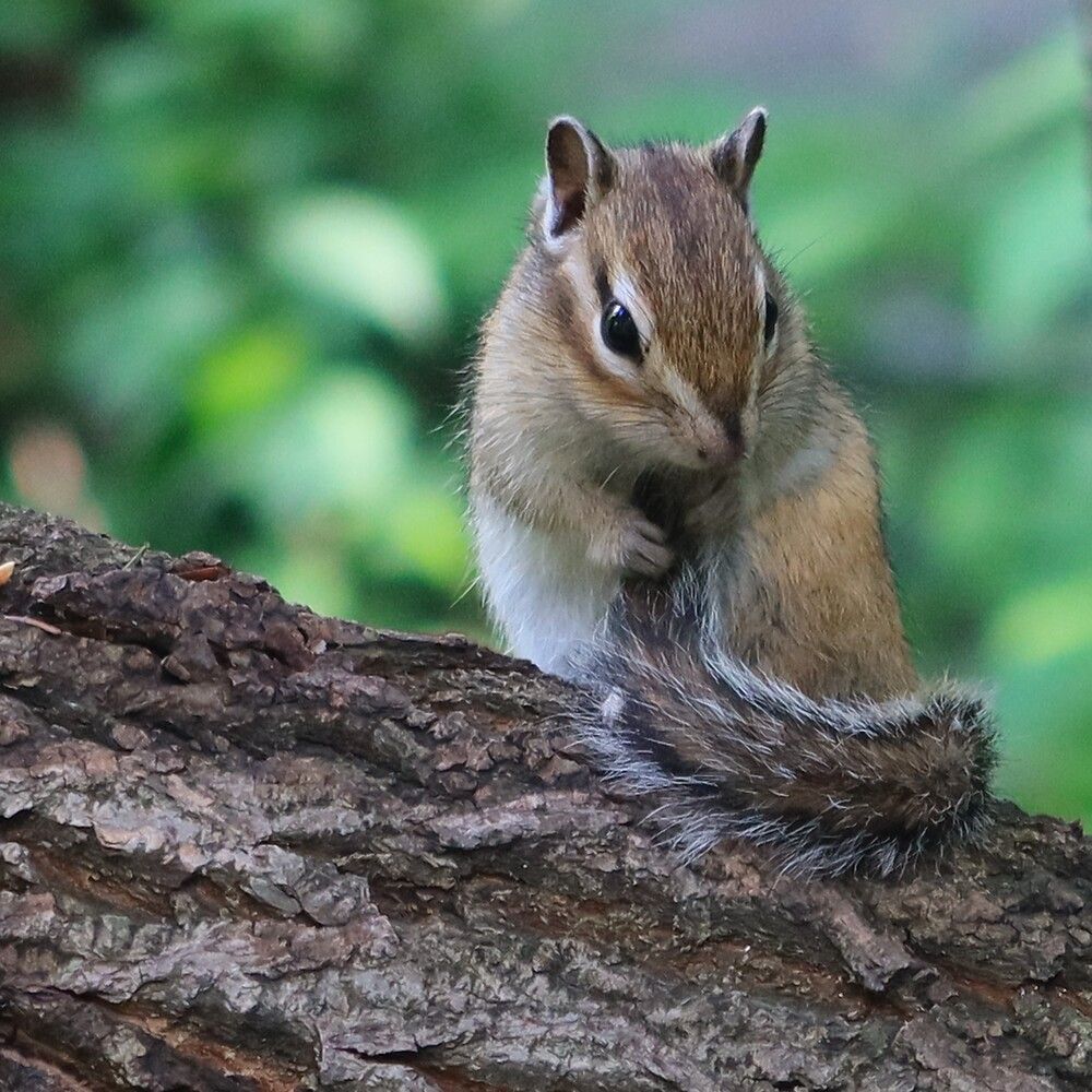 Любимый хвостик