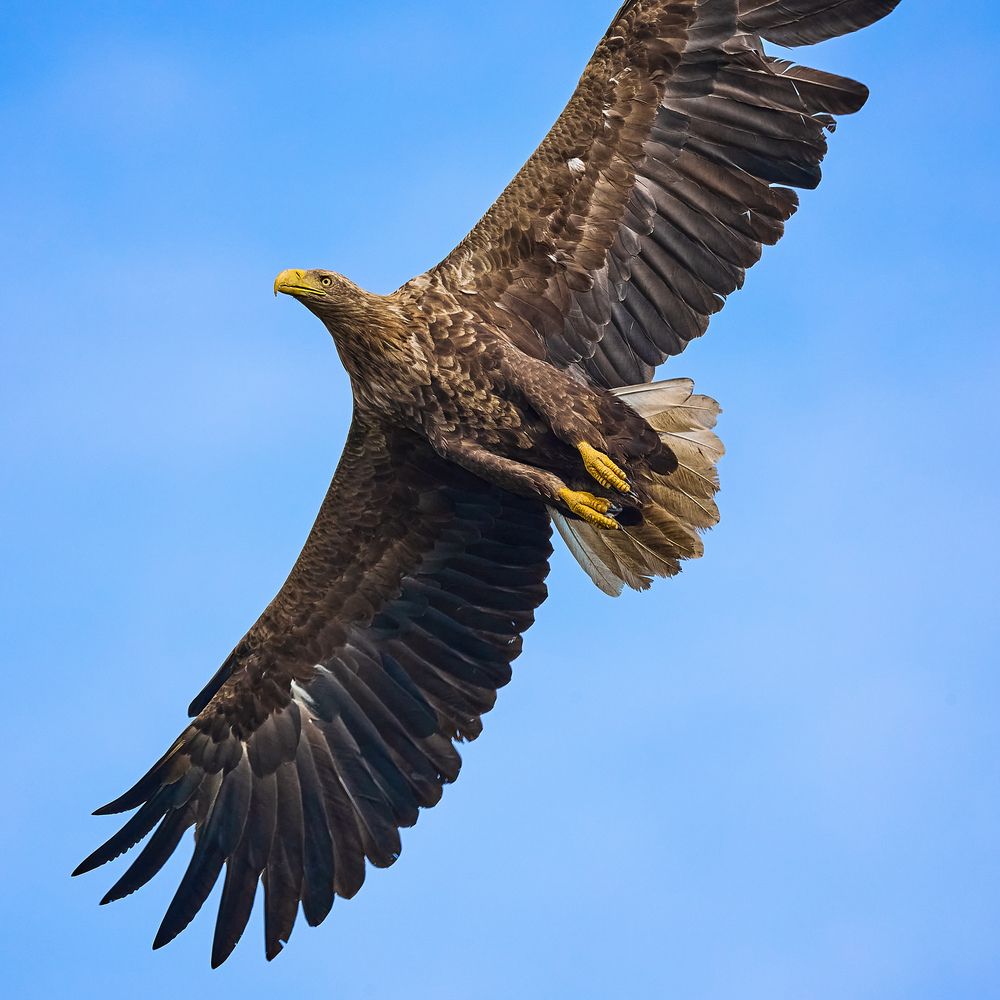 Фотография автора Григорий Борняков