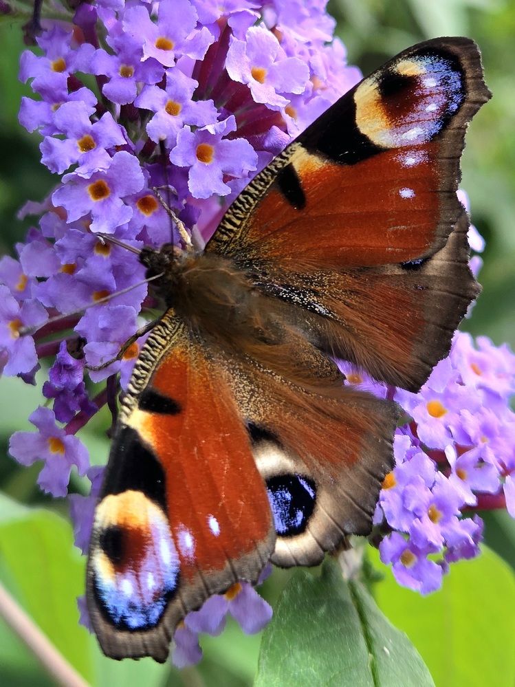 Фотография автора Elena Polonetskaya