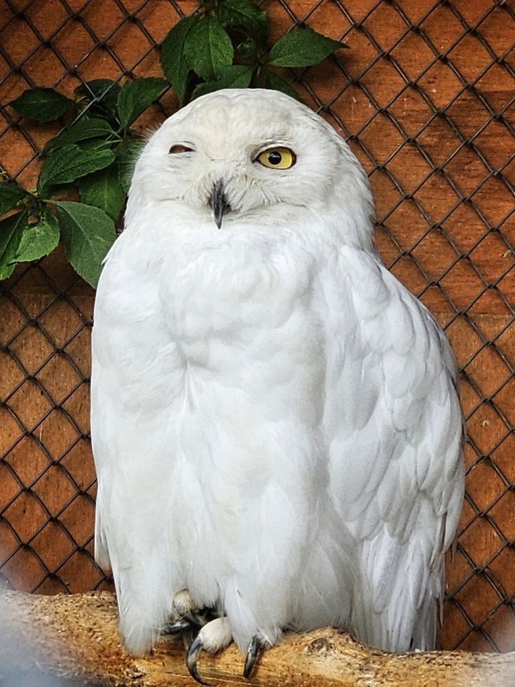 Photograph by Елена Ямнюк