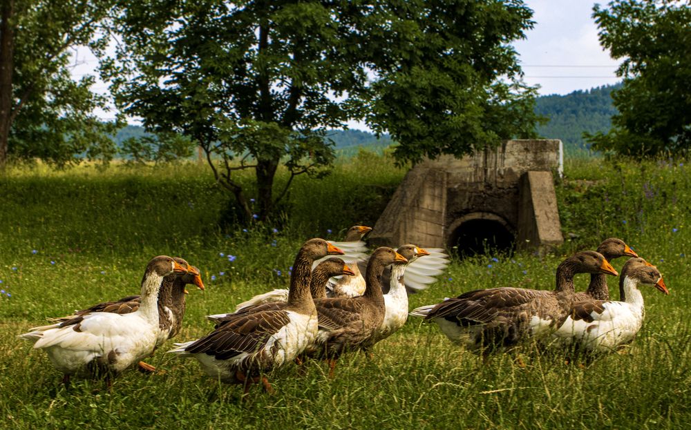 Photograph by Alex Kalpus