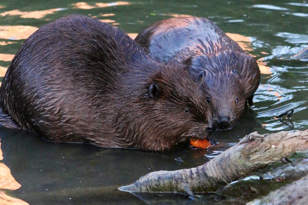 Photograph by Анастасия Свиридова