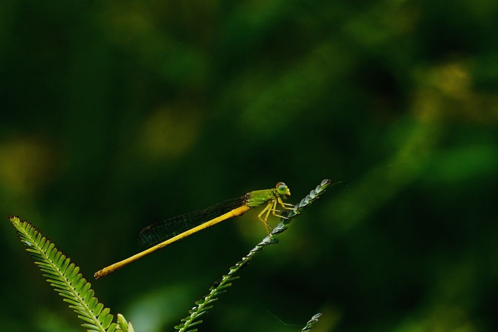 Dragonfly