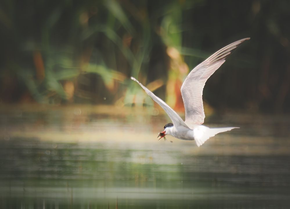 Photograph by Маргарита Смоленская