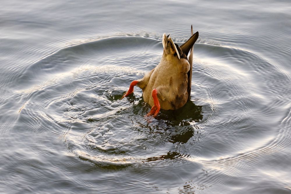 Фотография автора Александр Высоцкий