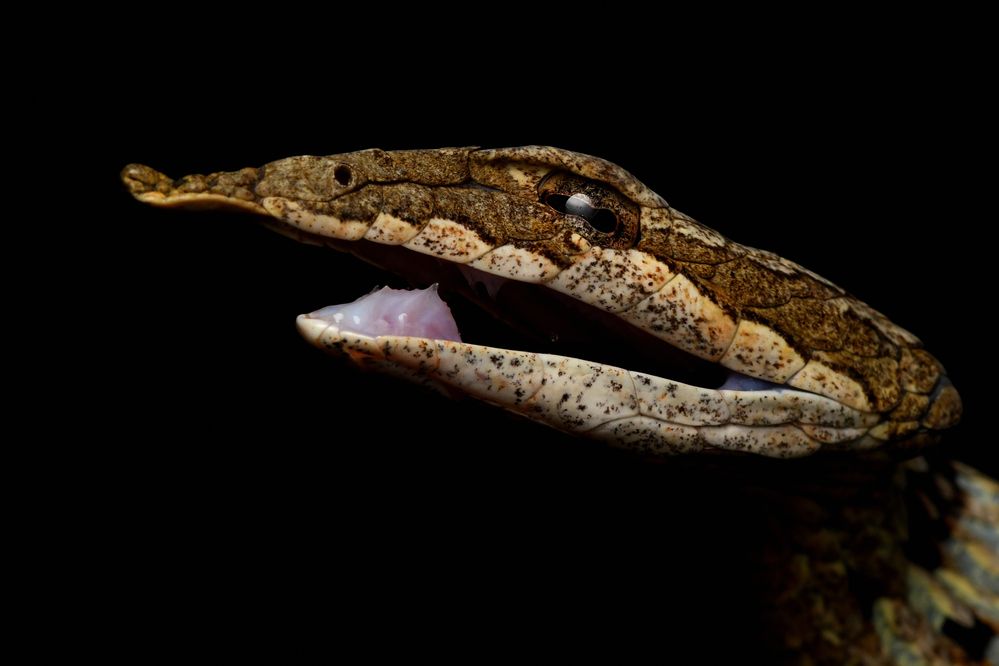 Photograph by Ajith Padiyar