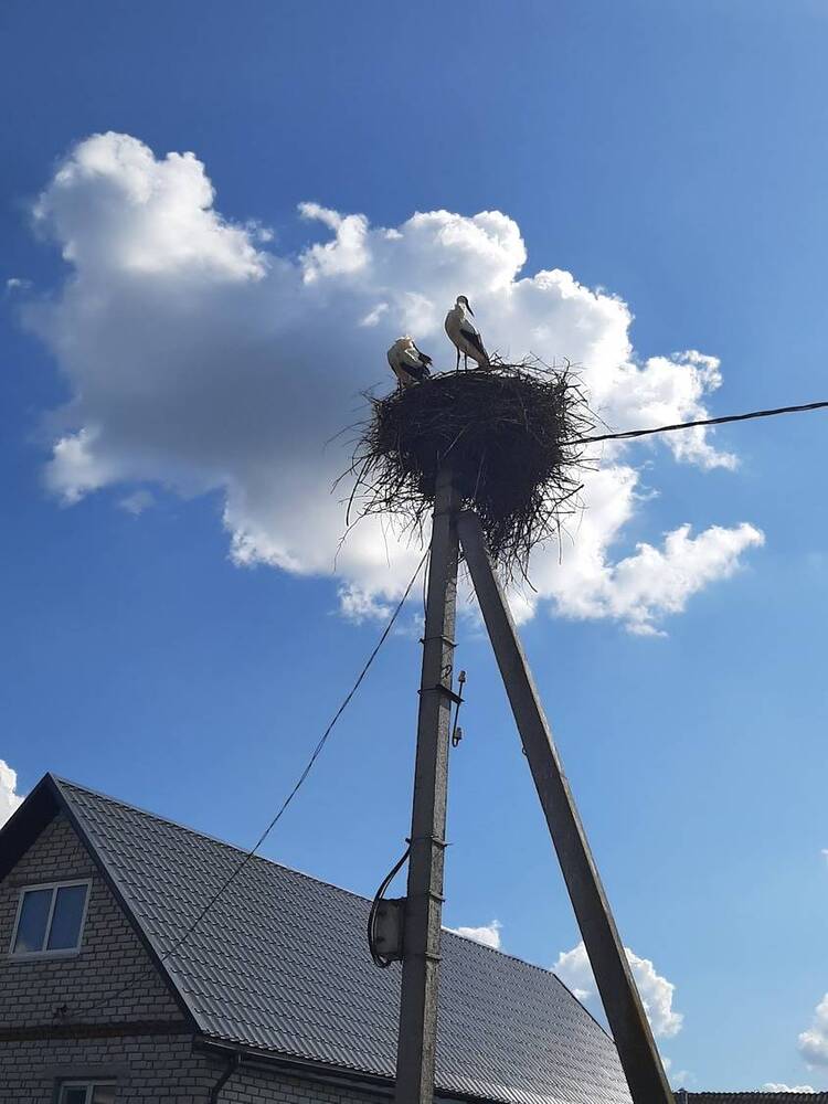 Фотография автора Анна Хмелькова