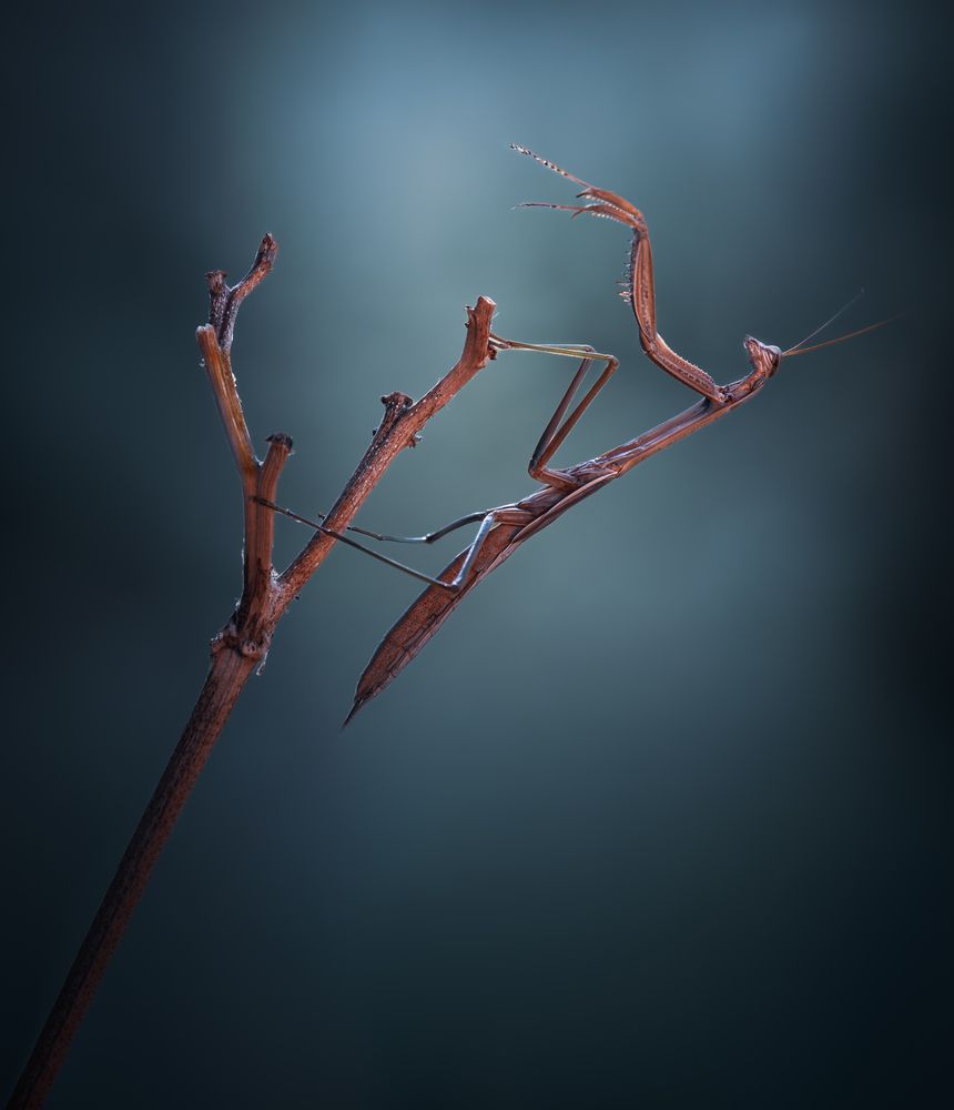 Photograph by Atul Saluja