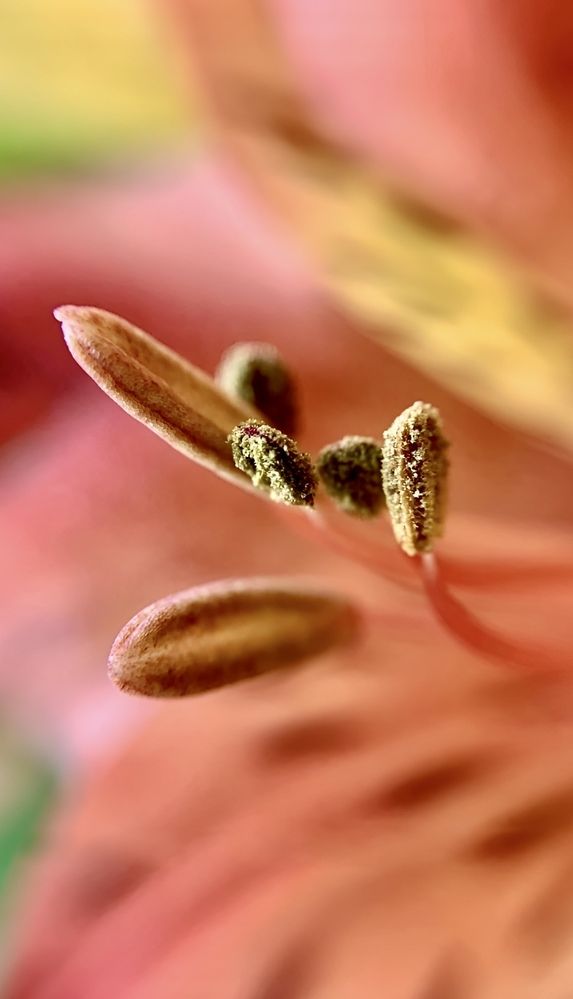 Photograph by Kátia Alves
