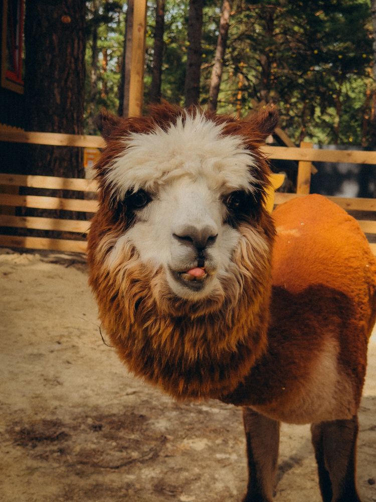 Photograph by Алёна Горошко