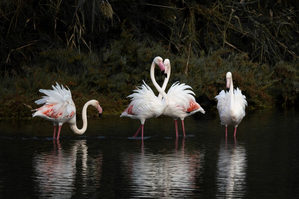 Фотография автора Ivanova Inga