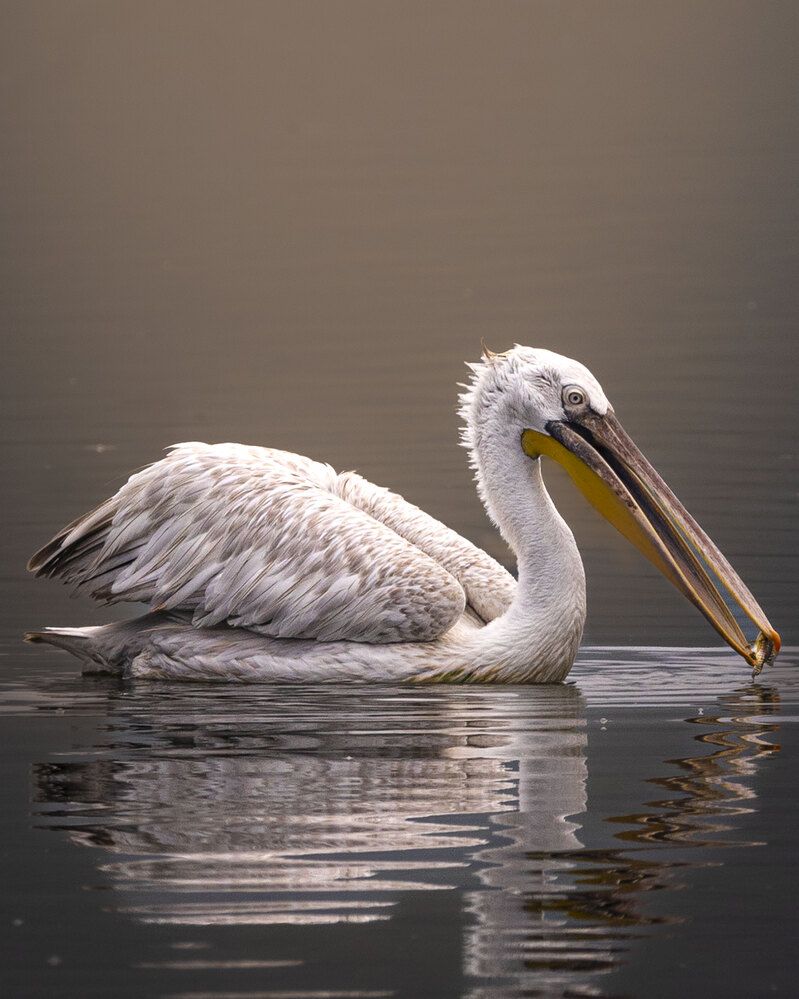 Graceful Hunter: Pelican with Fish