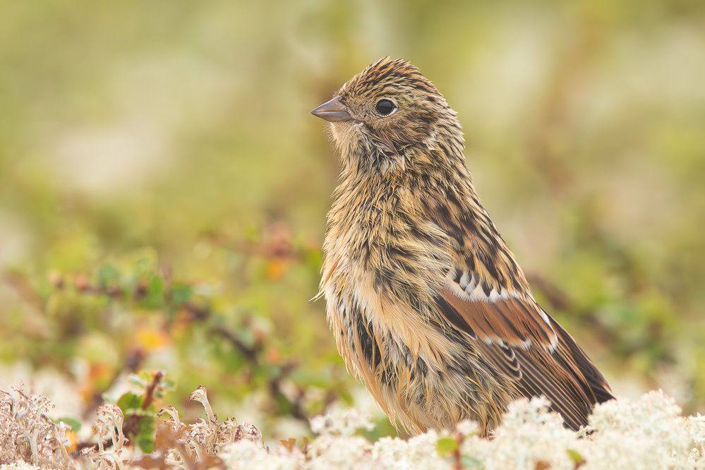 Photograph by Alexei Kriptozoy