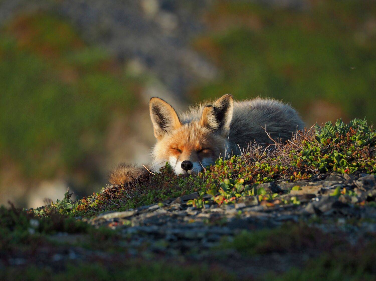 Photo #12530190