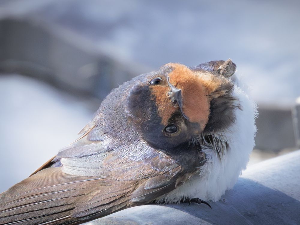 Photograph by KOHAGI