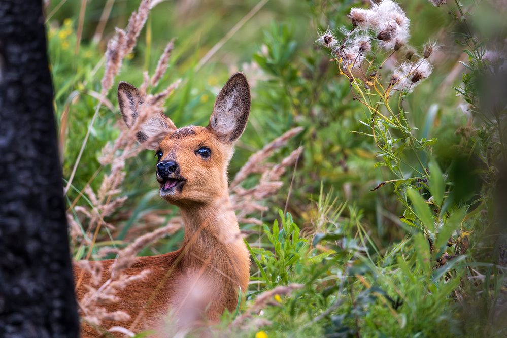 Photograph by Бодрягин Виталий