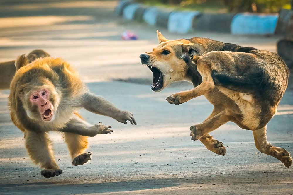 Photograph by Anuj Jain