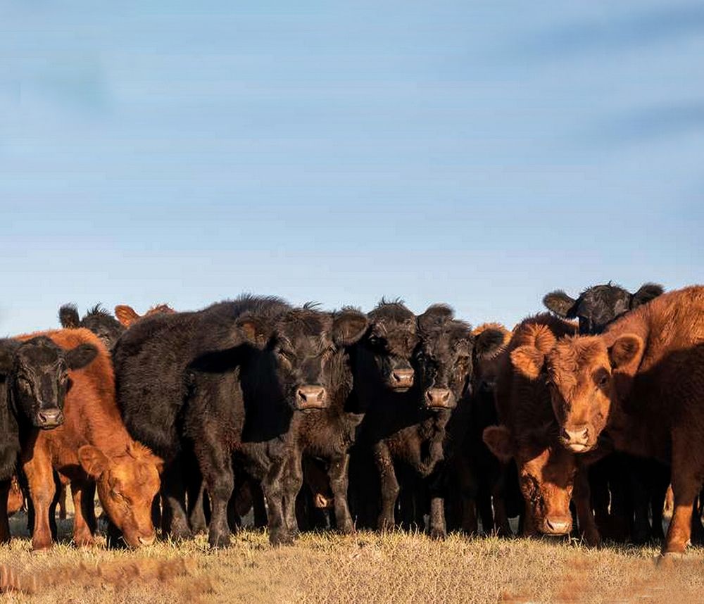 Photograph by Viviana García