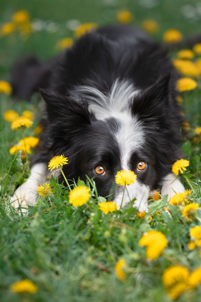 A flower among flowers