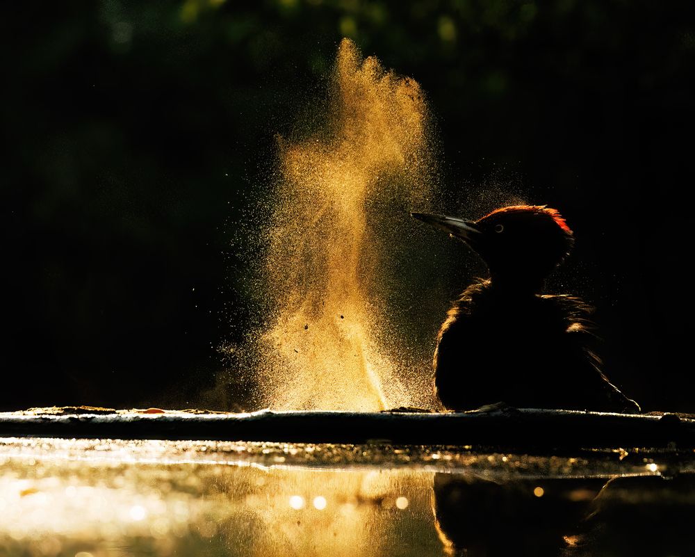 Photograph by Chris Brain