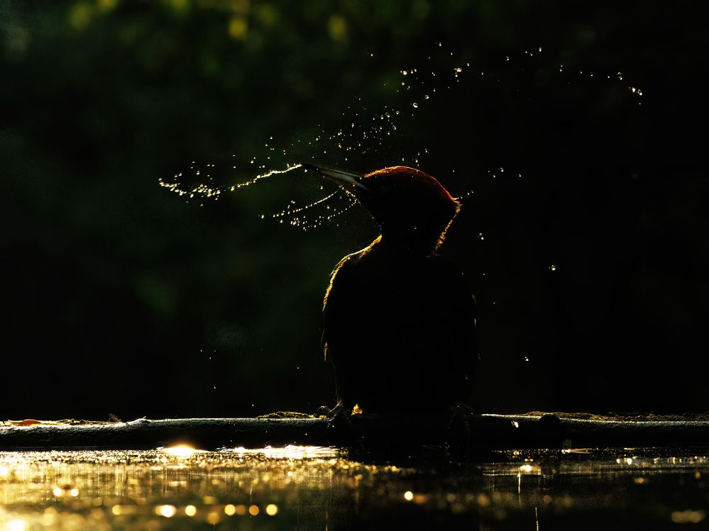 Photograph by Chris Brain