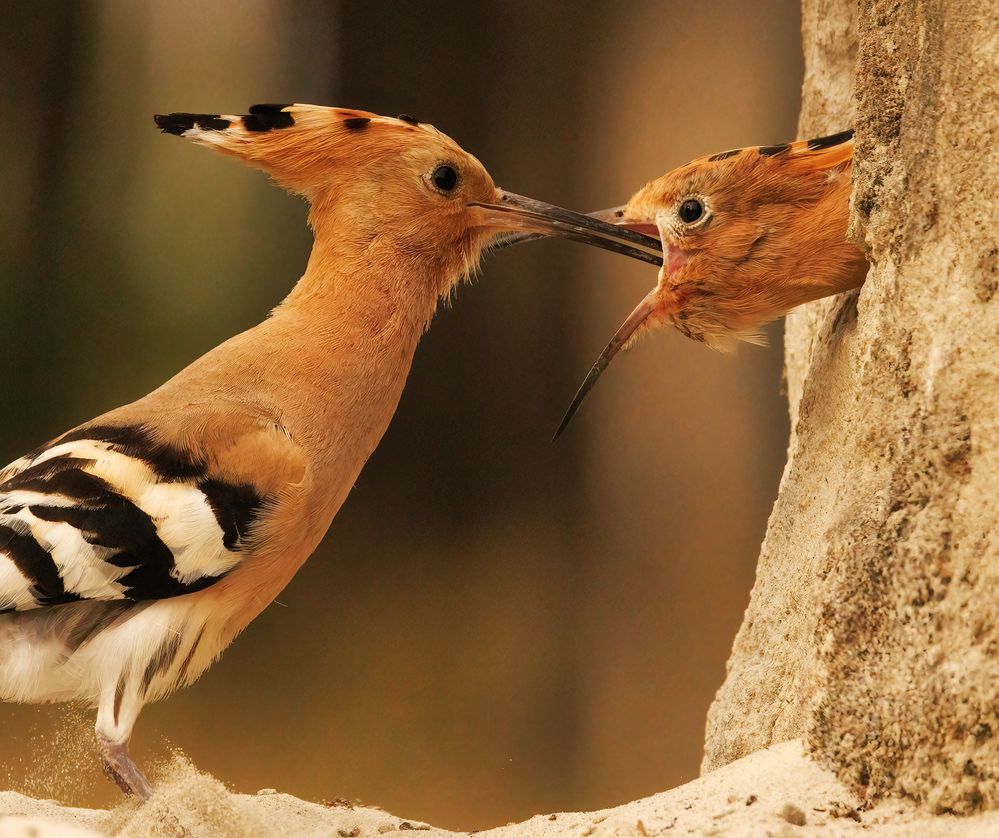 Photograph by Chris Brain