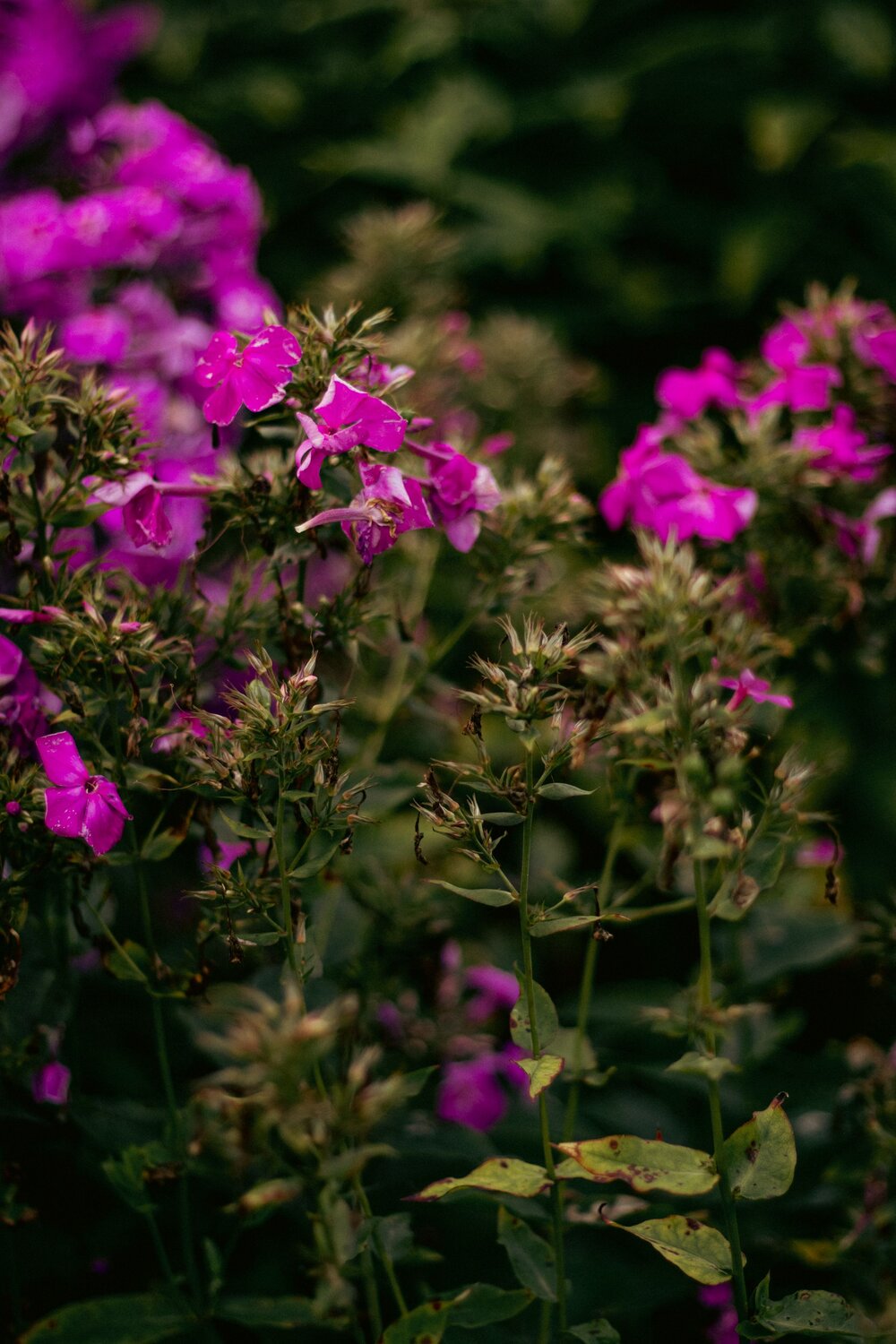 Photo #12530818