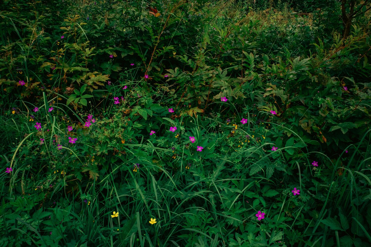 Photo #12530822
