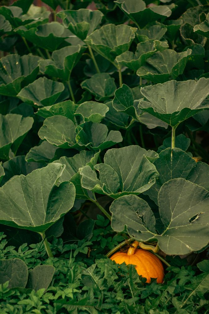 Photograph by Ирина Шилова