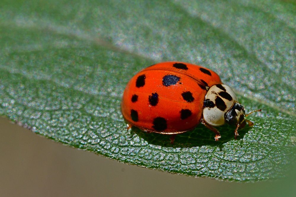 Photograph by Корнейчук Игорь