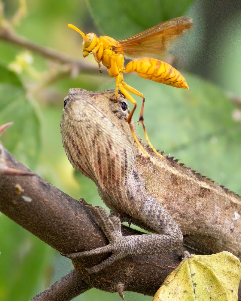 Photograph by Navjot Singh